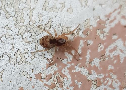 Dictyna uncinata